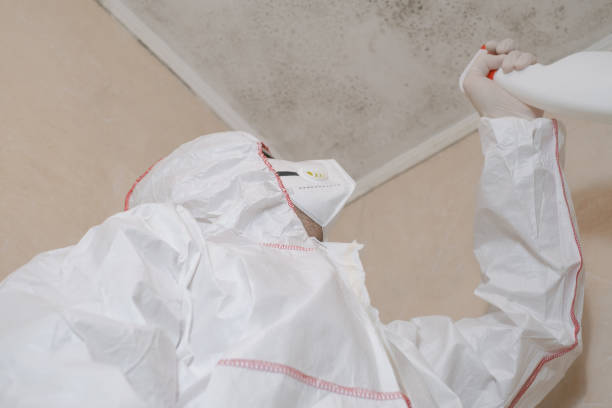 Best White Mold Remediation in Altamonte Springs, FL